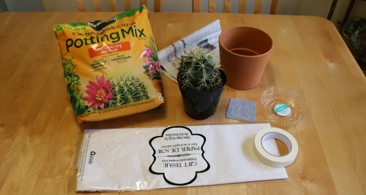 soil mix for repotting succulents