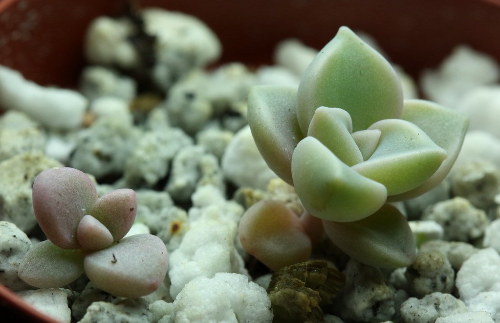 how to propagate succulents from cuttings
