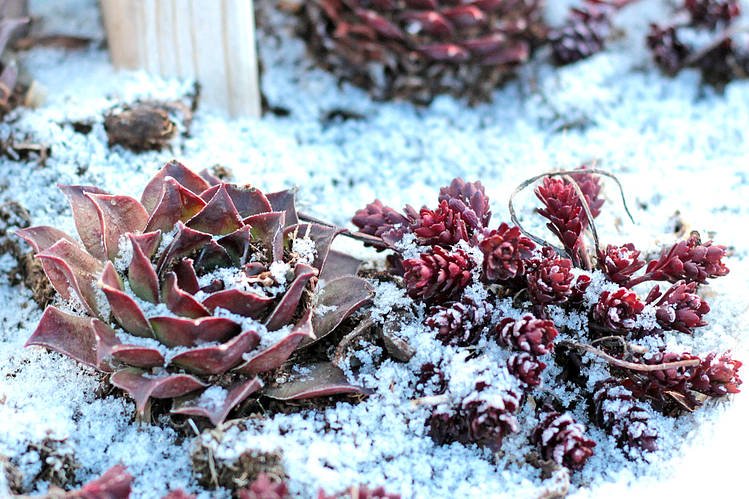 how to care for succulents during winter