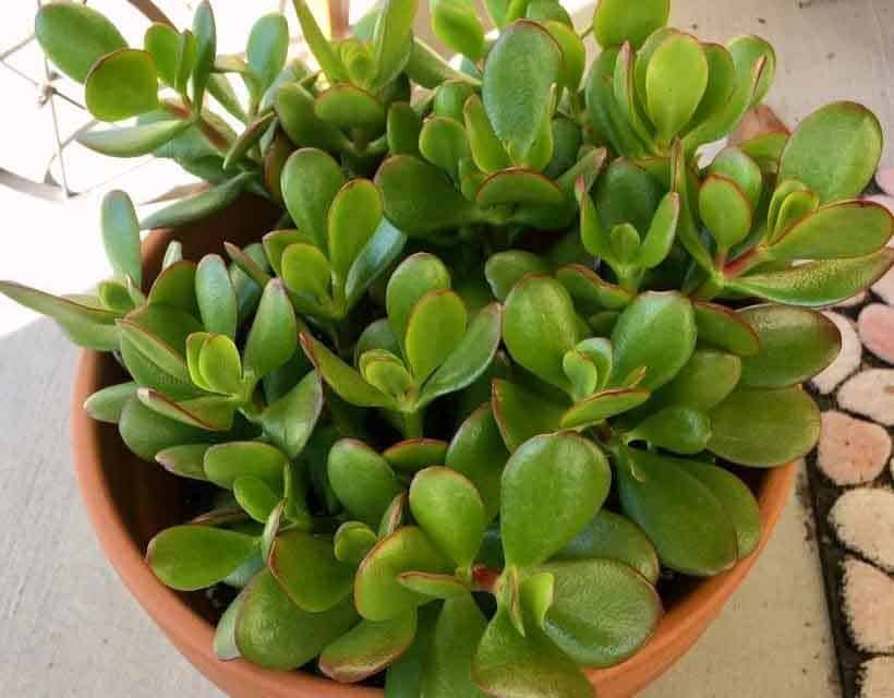 jade plant, succulents for office