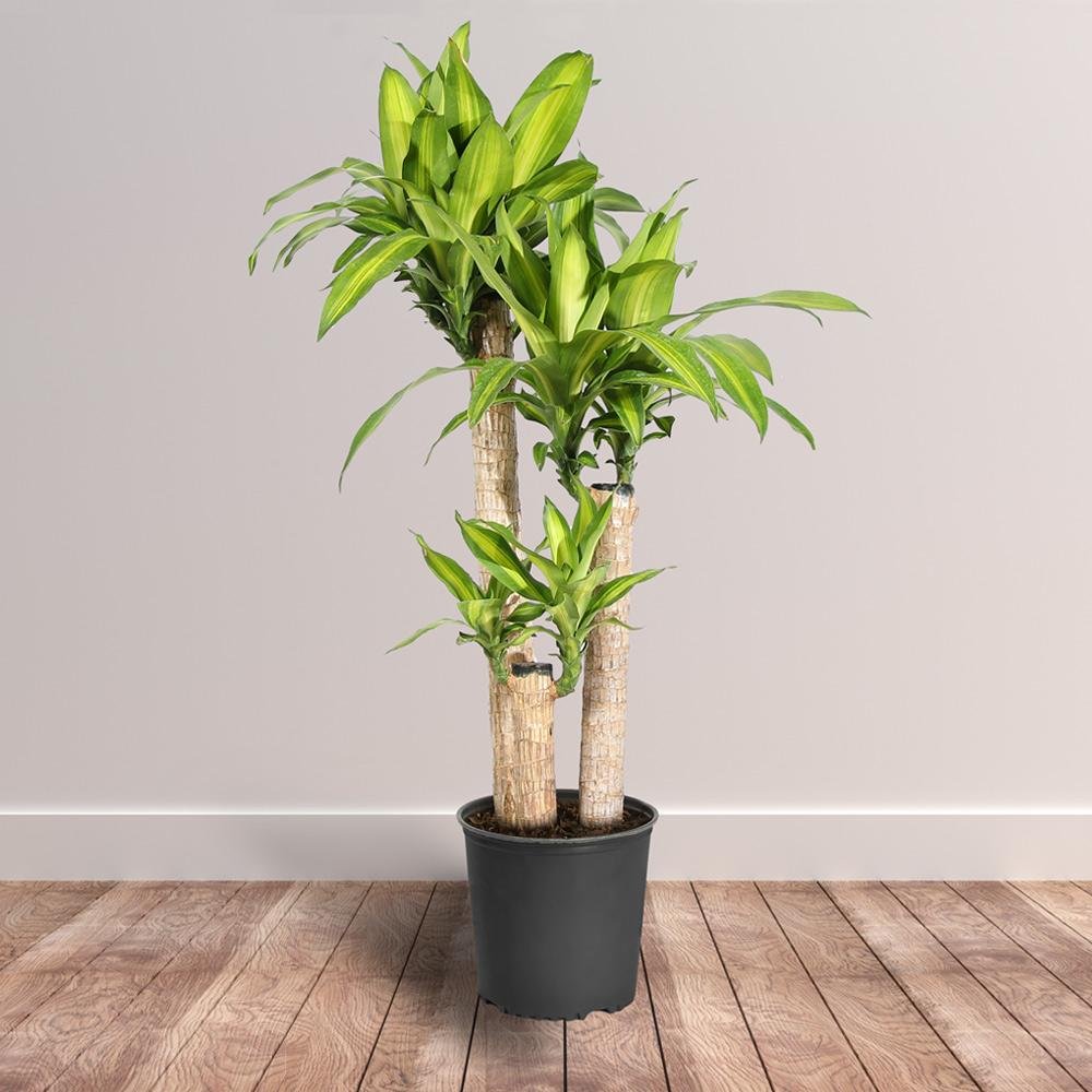 Dracaena, best low light indoor plants