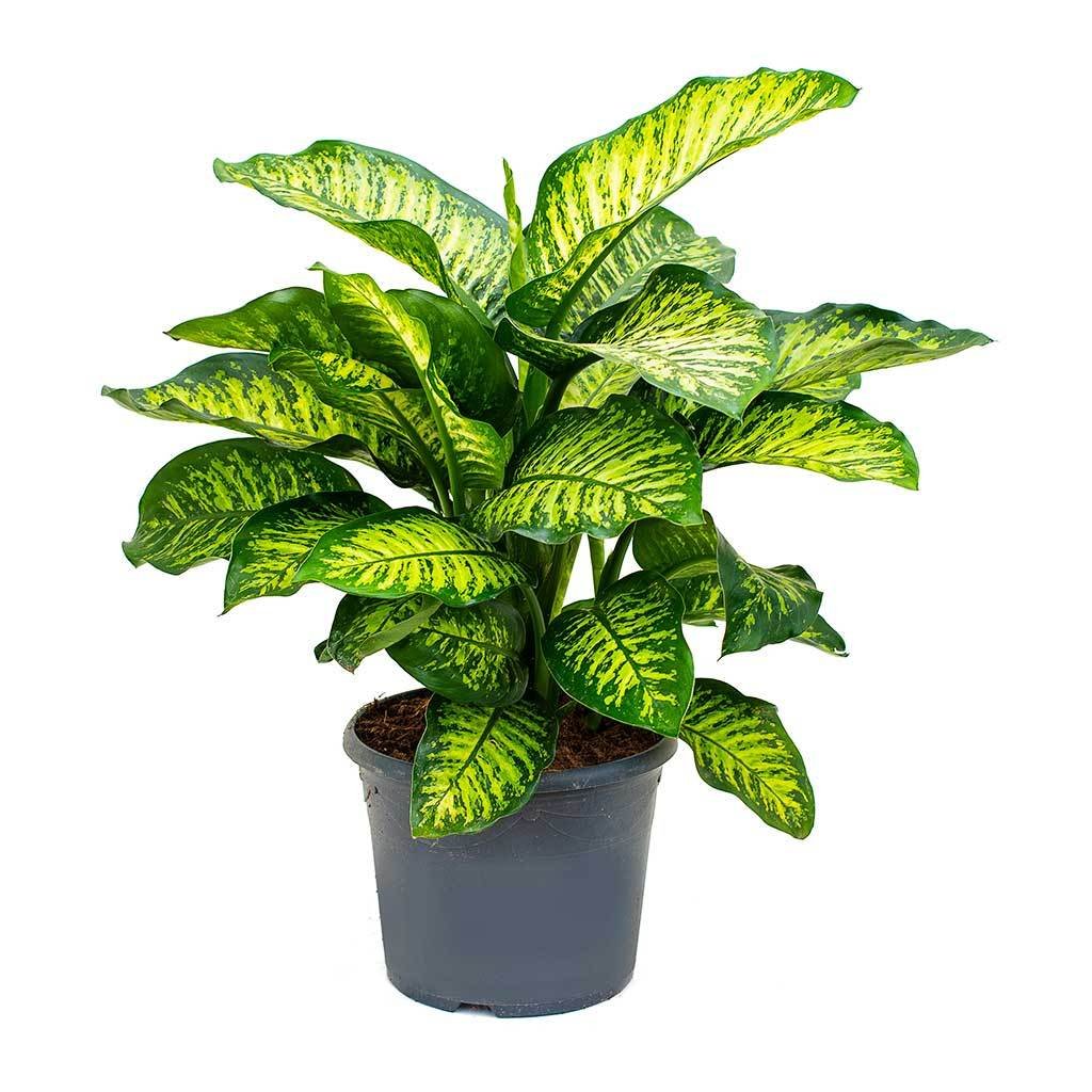 Dumb Cane, best low light indoor plants