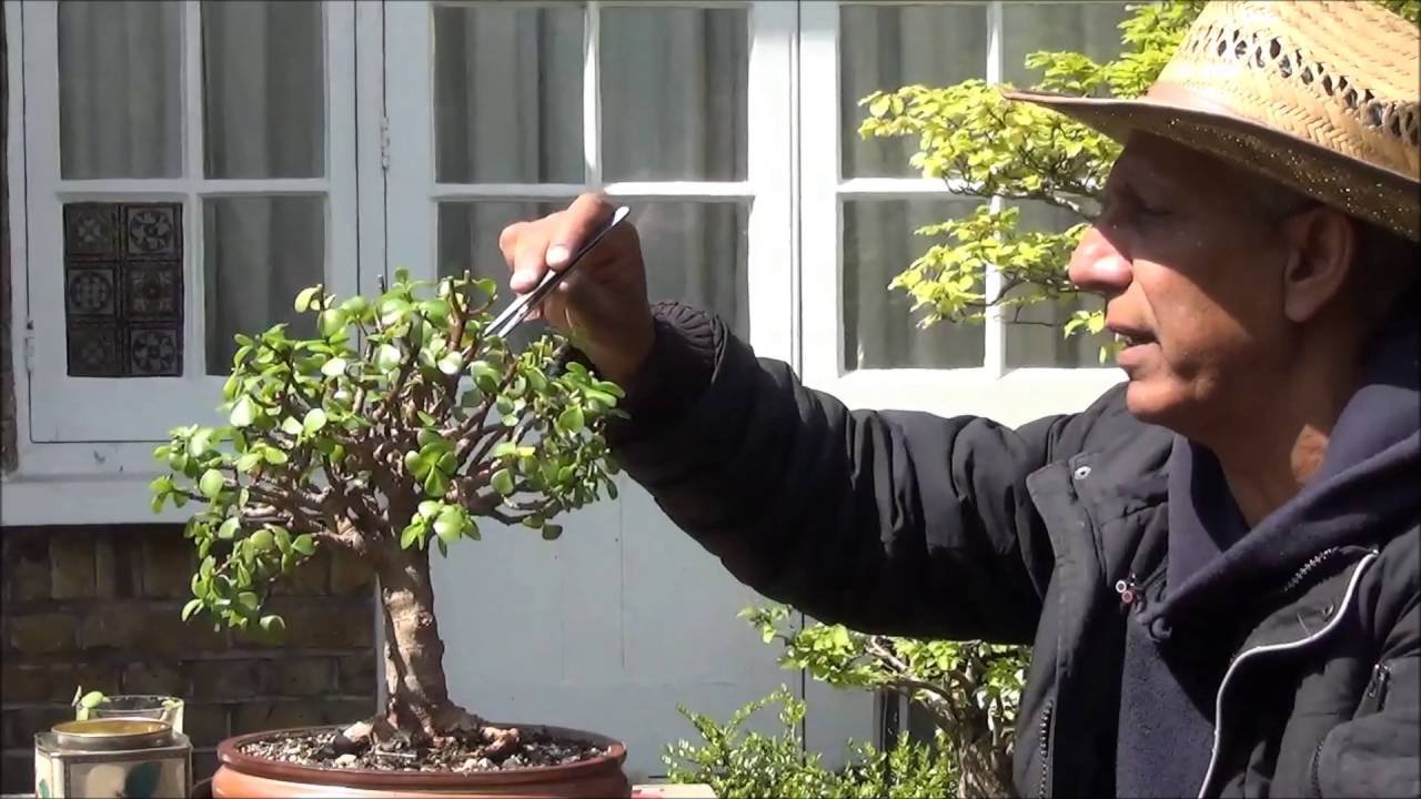 Pruning of Overgrown Succulents