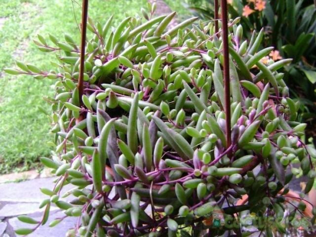 Little Pickle- hanging succulents