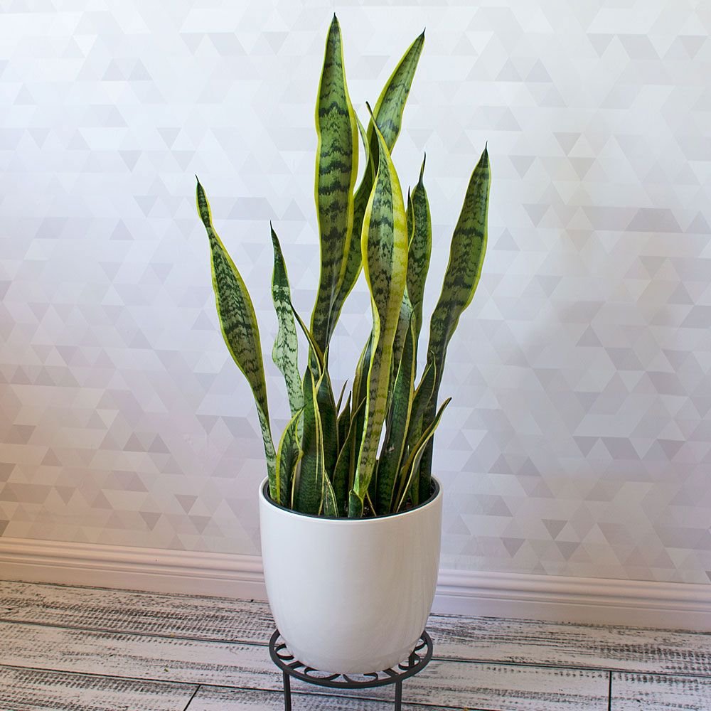 Snake plant, best low light indoor plants