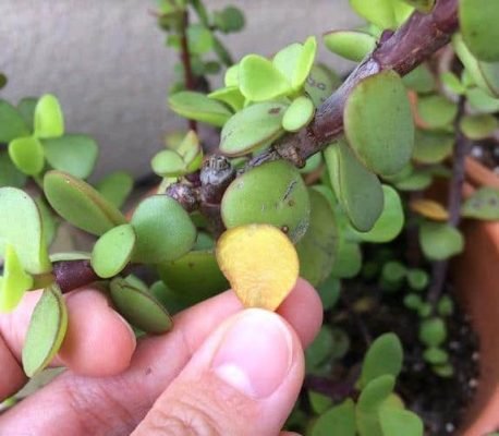 Leaves Turning Yellow, portulacaria afra