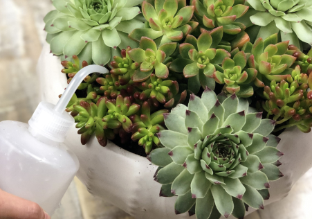 how to water flowering succulents
