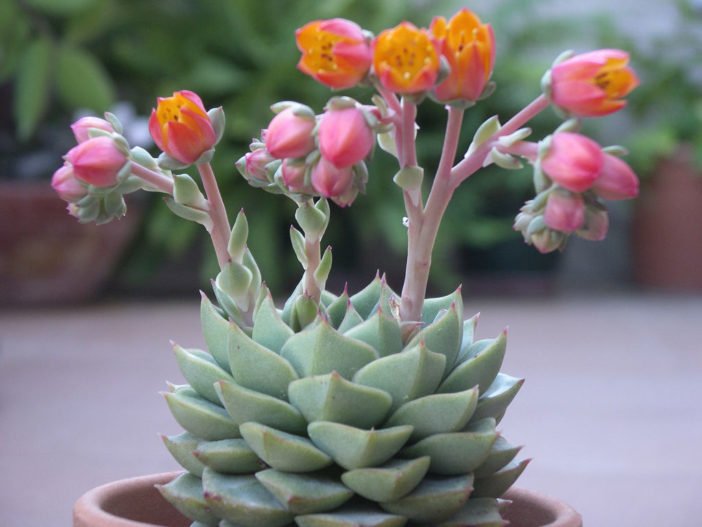 Why do succulents flower
