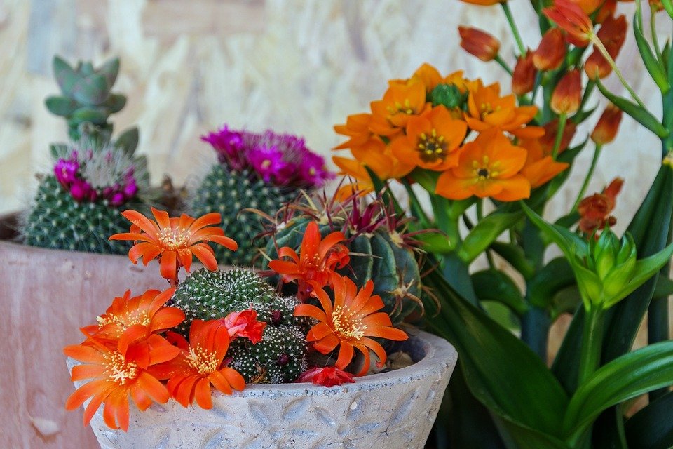 do all succulents flower- flowering succulents
