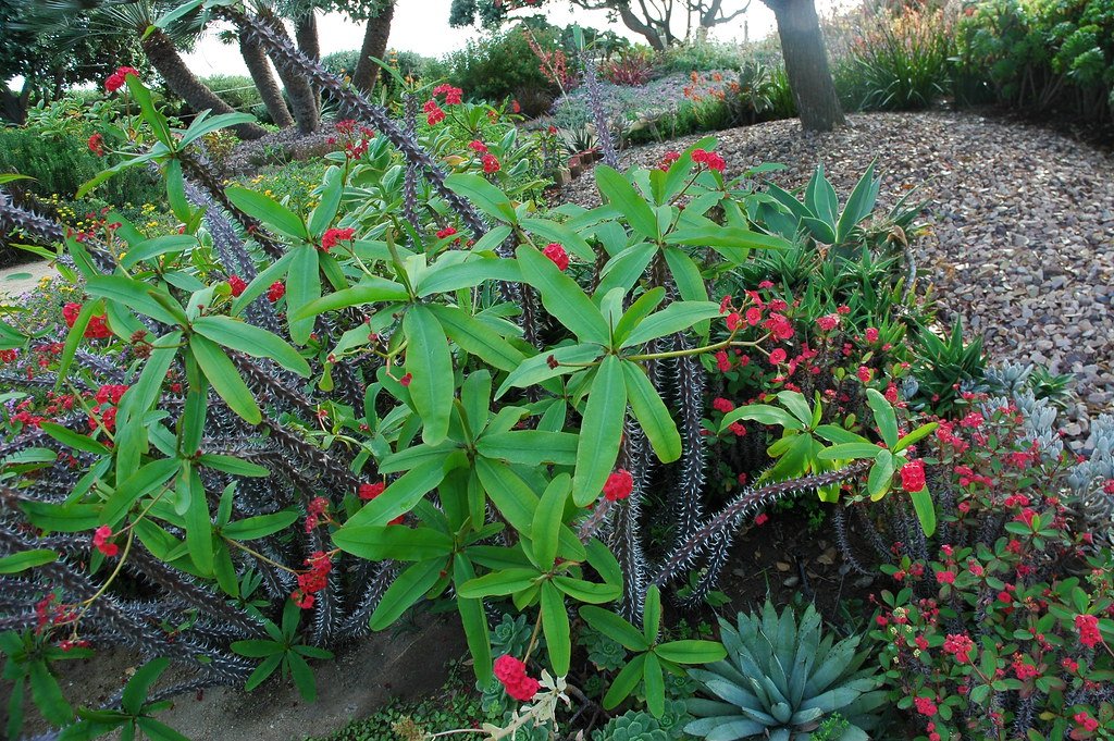 Crown of Thorns