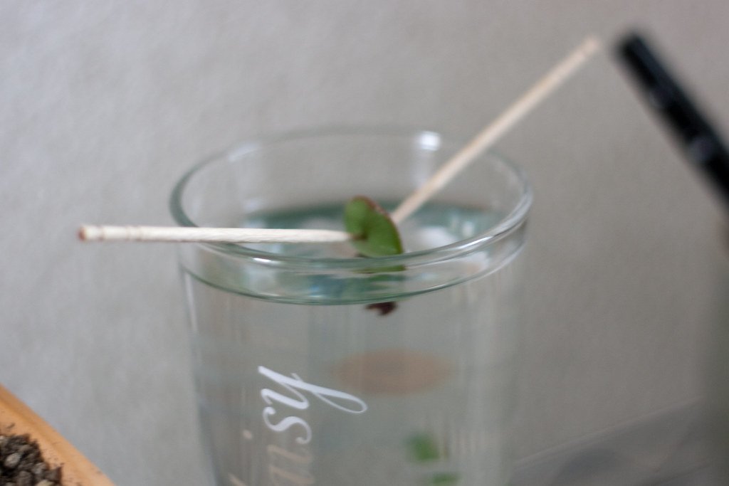 Water propagating with leaves