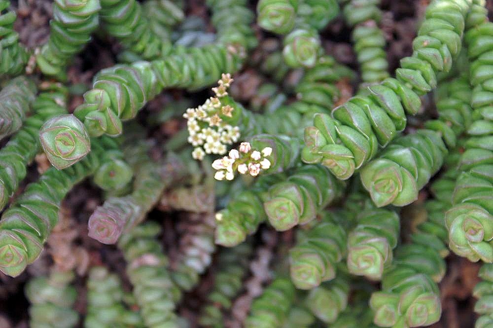 String of Buttons