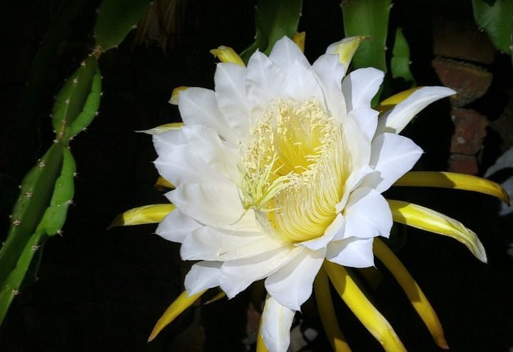 Queen of Night Orchid Cactus, flowering succulents