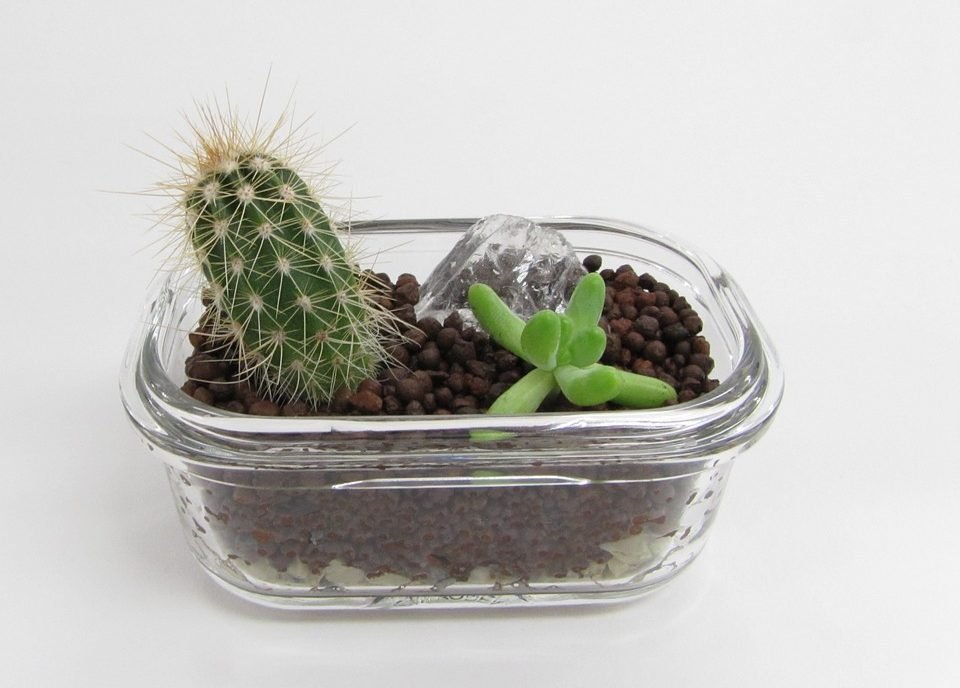 poor drainage cactus pot