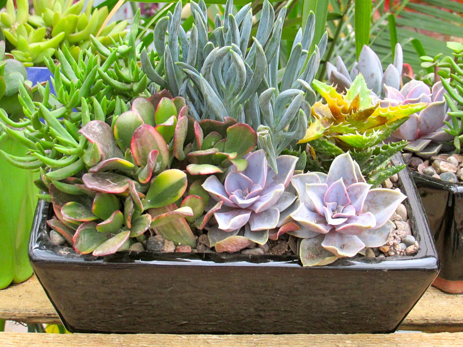 Colorful succulent, why are succulents so popular