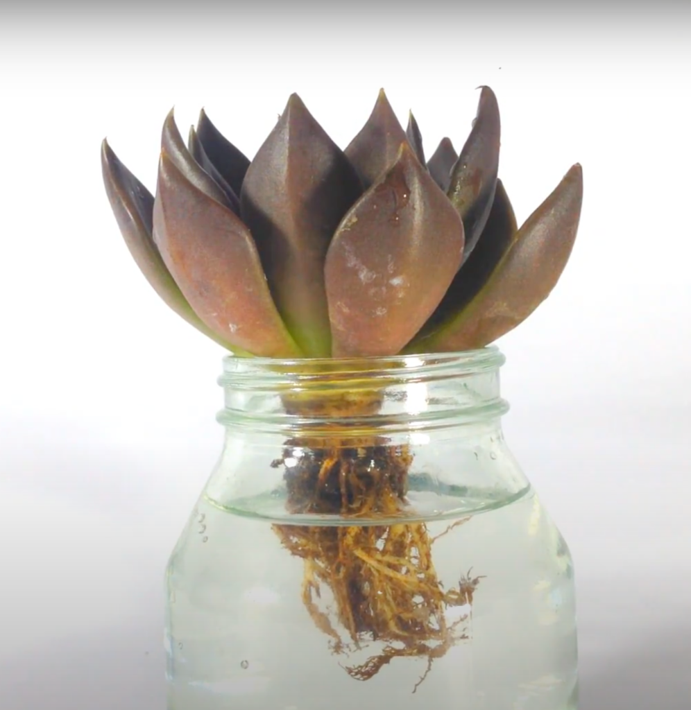 water therapy-how to water succulents