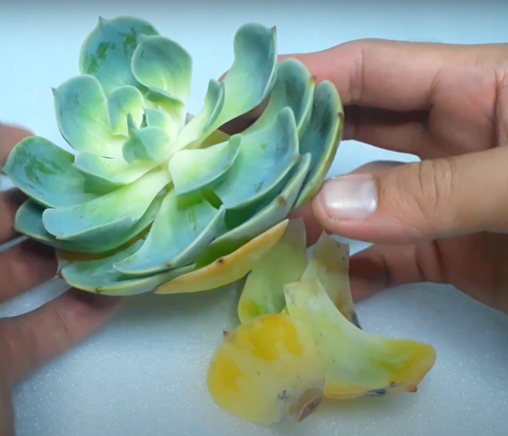 falling leaves-how to water succulents