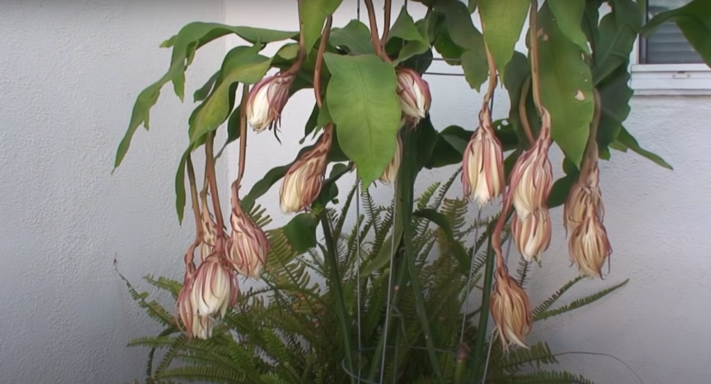 queen of the night orchid medicinal use, Epiphyllum Oxypetalum