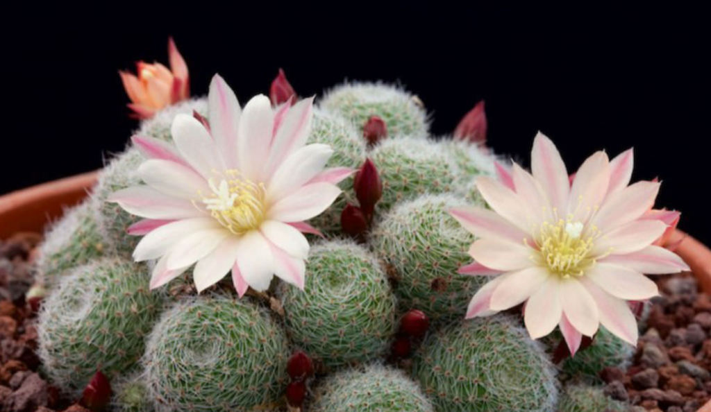 Rebutia cactus flower