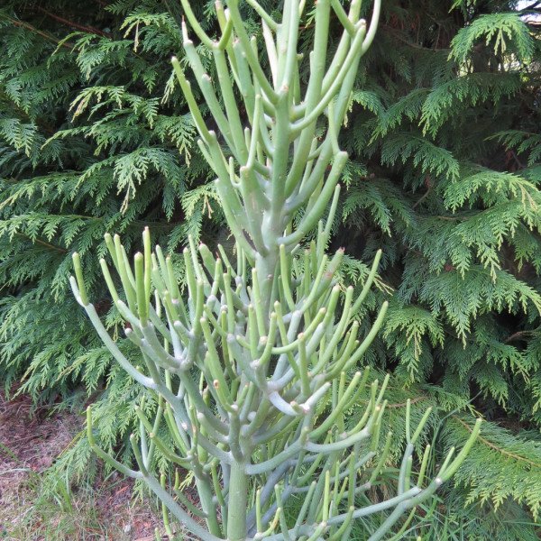 Euphorbia Tiruacalli