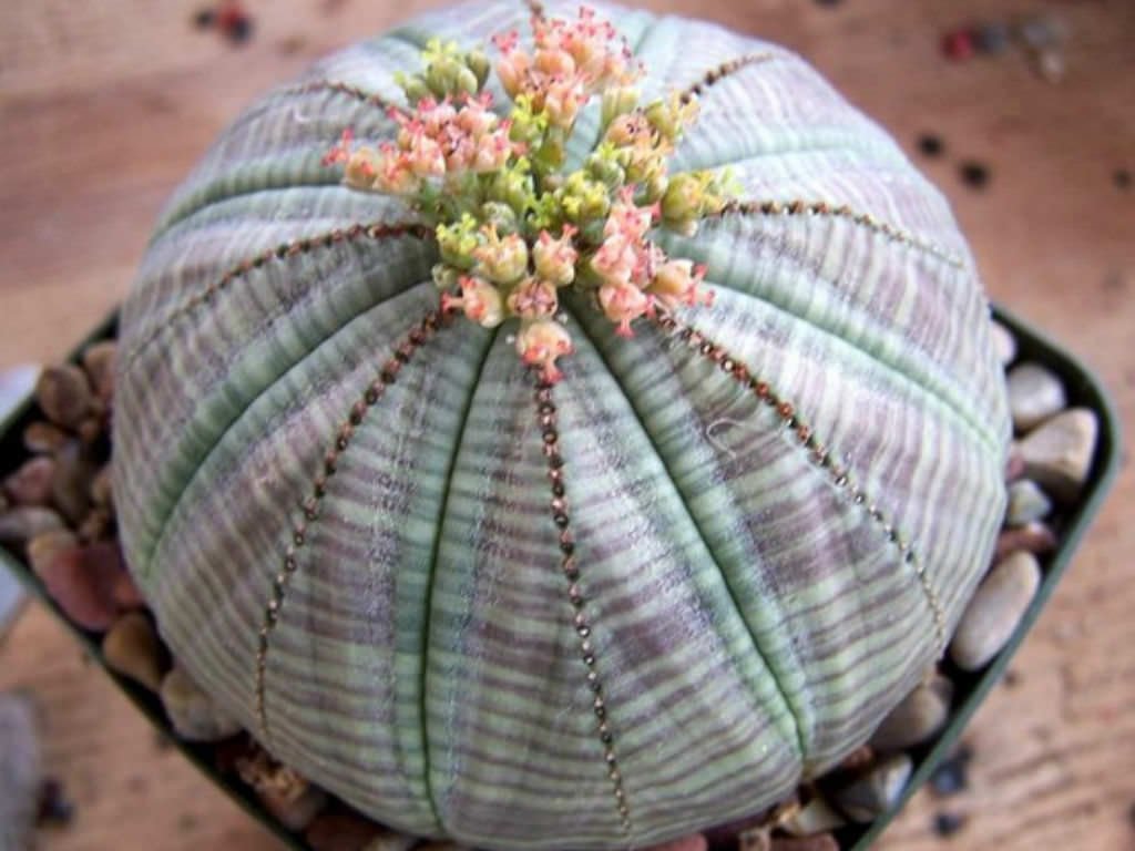 Baseball Plant Cactus, rare succulents