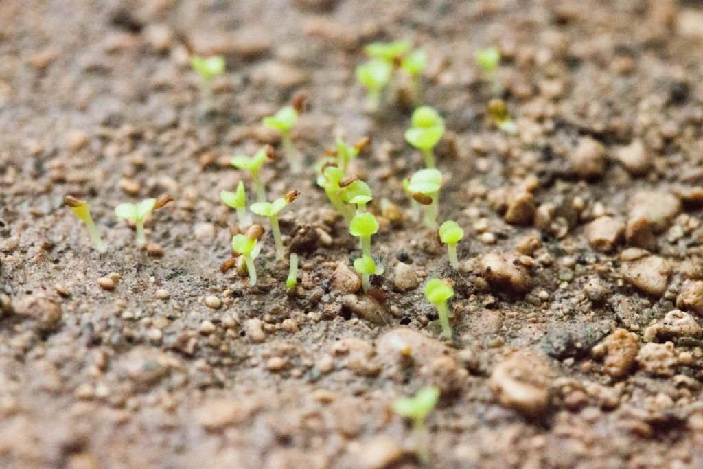 succulent seed germination