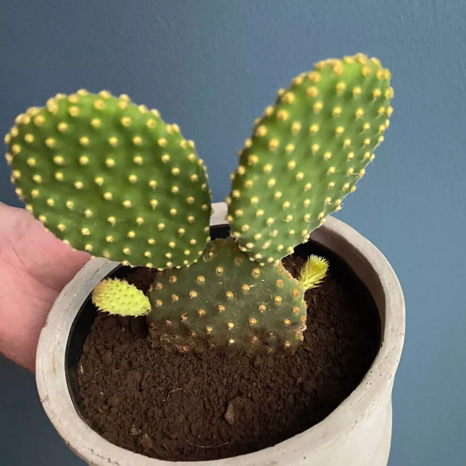 bunny ear cactus propagation