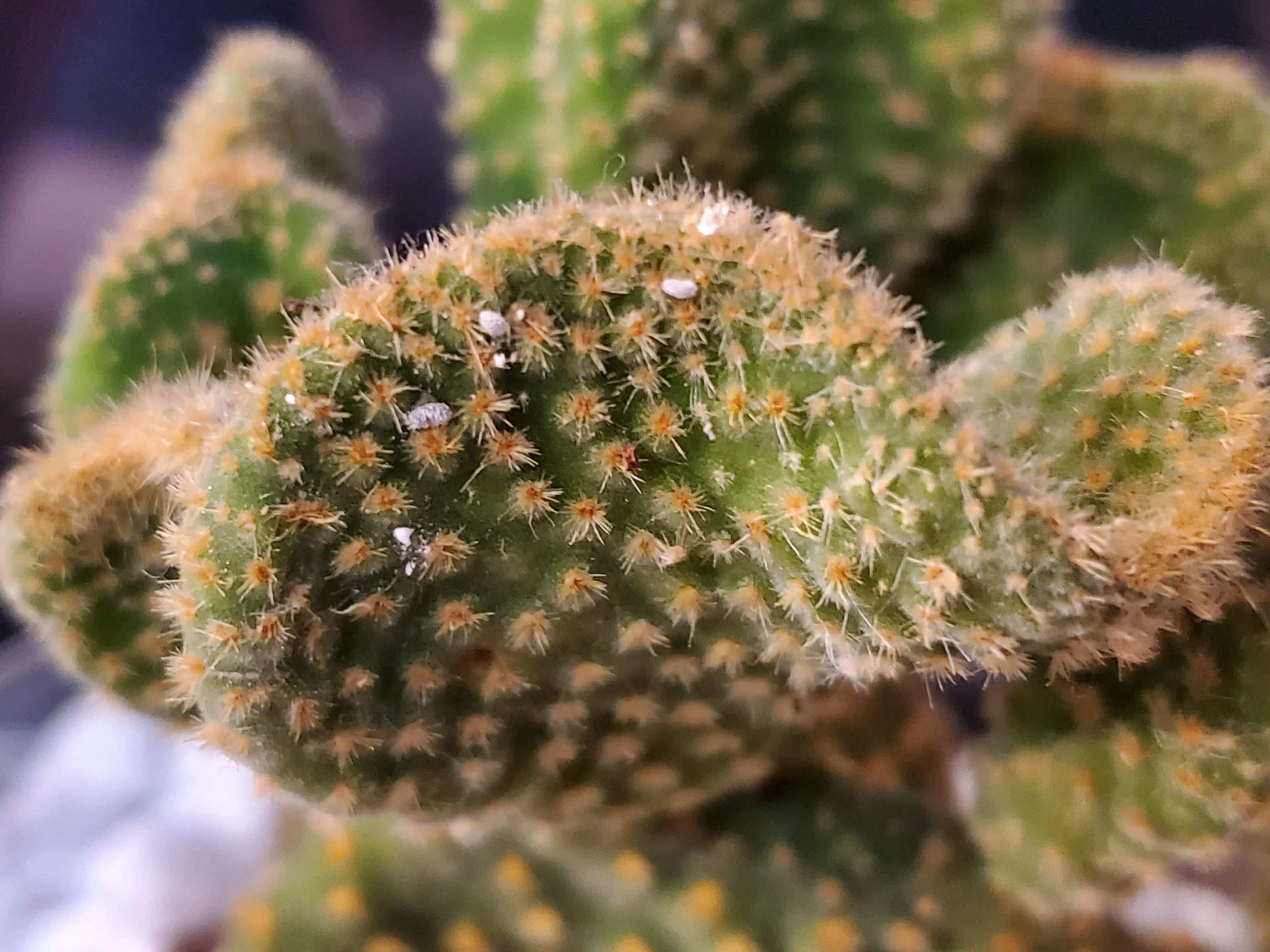 shrub drooping bunny ear cactus