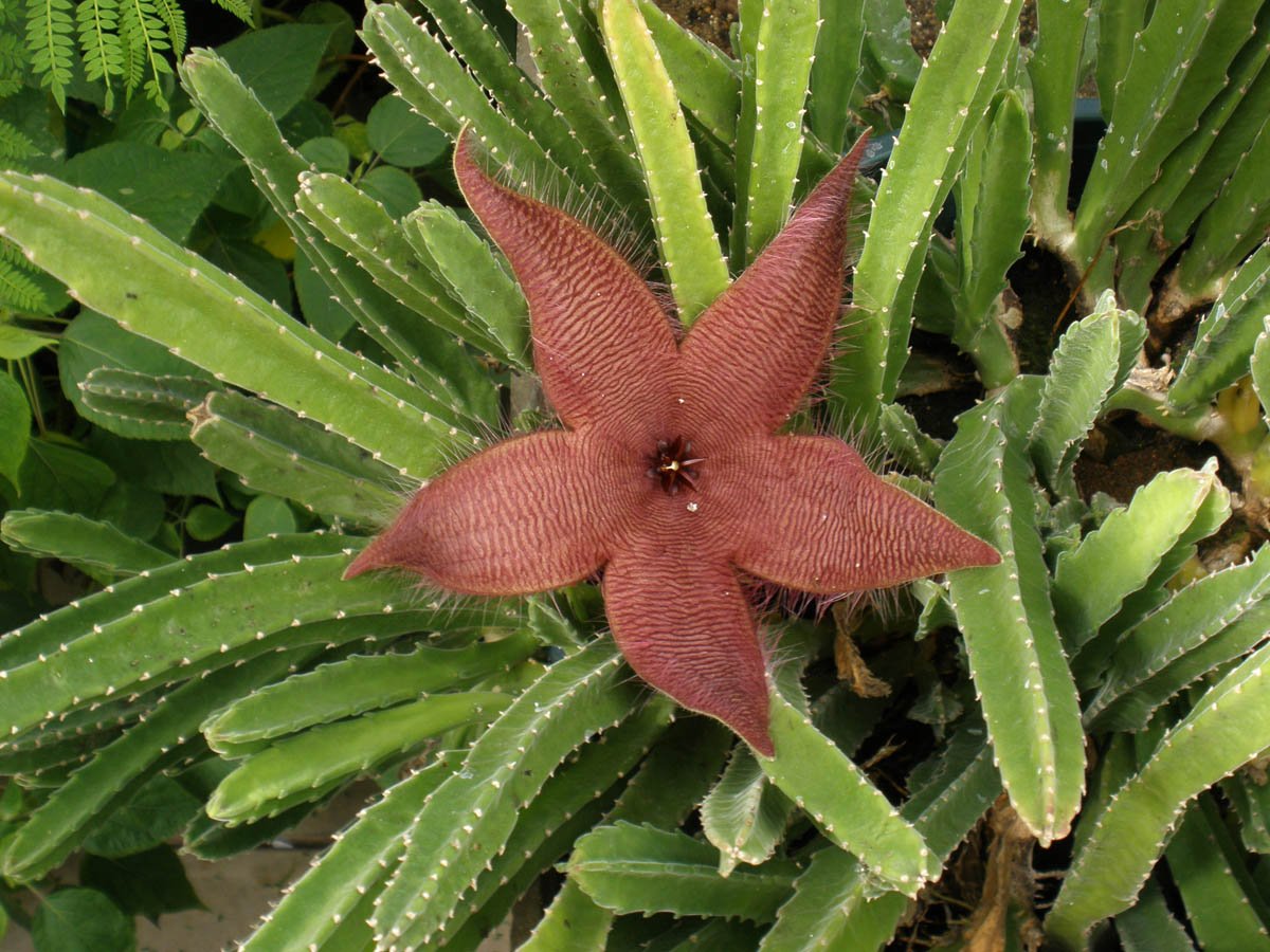 Starfish Cactus- Stapelia Grandiflora