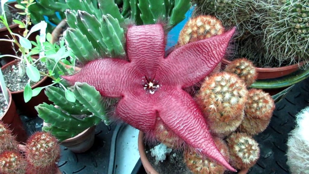  Starfish Cactus Flower Blooming 