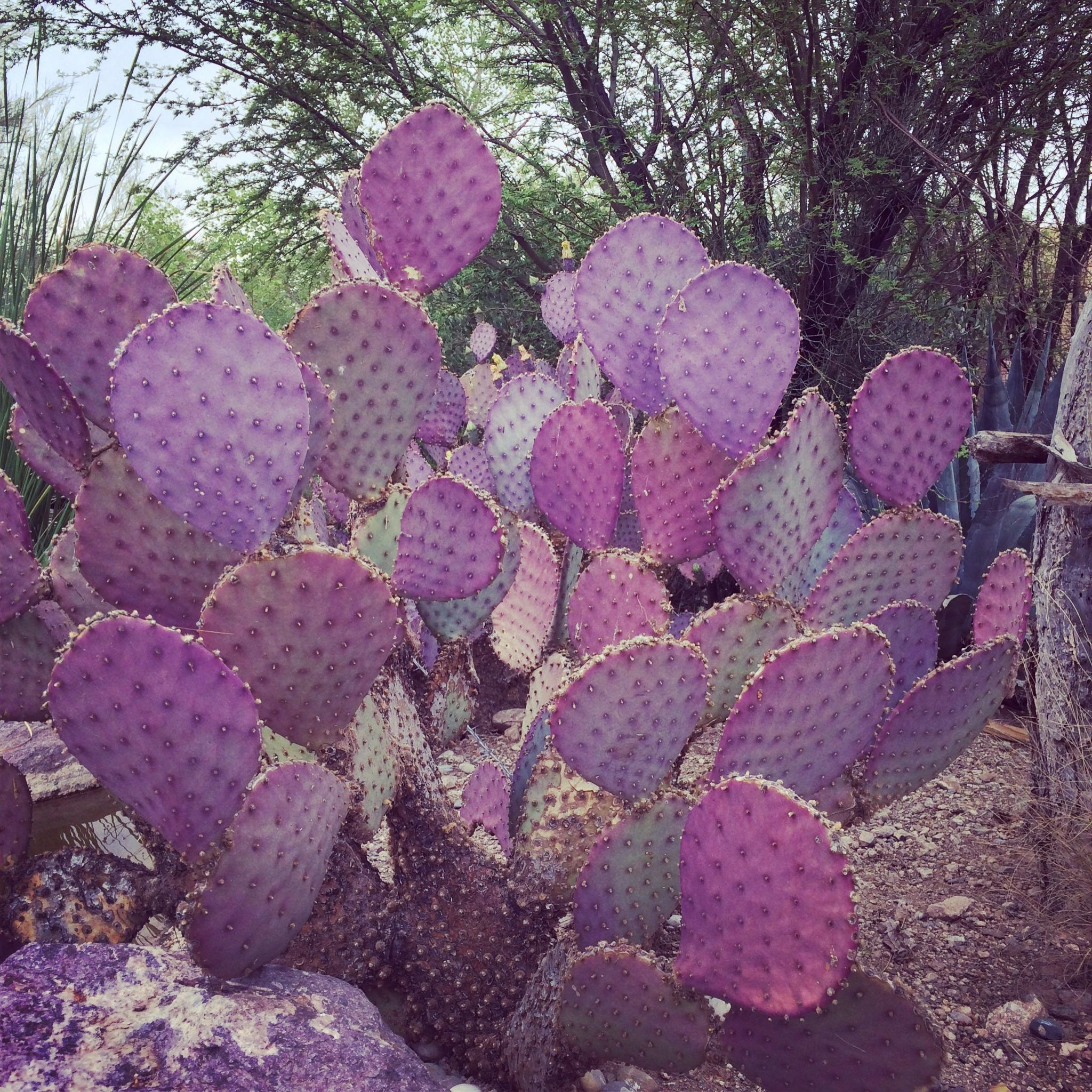 Prickly Pear purple Cactus 