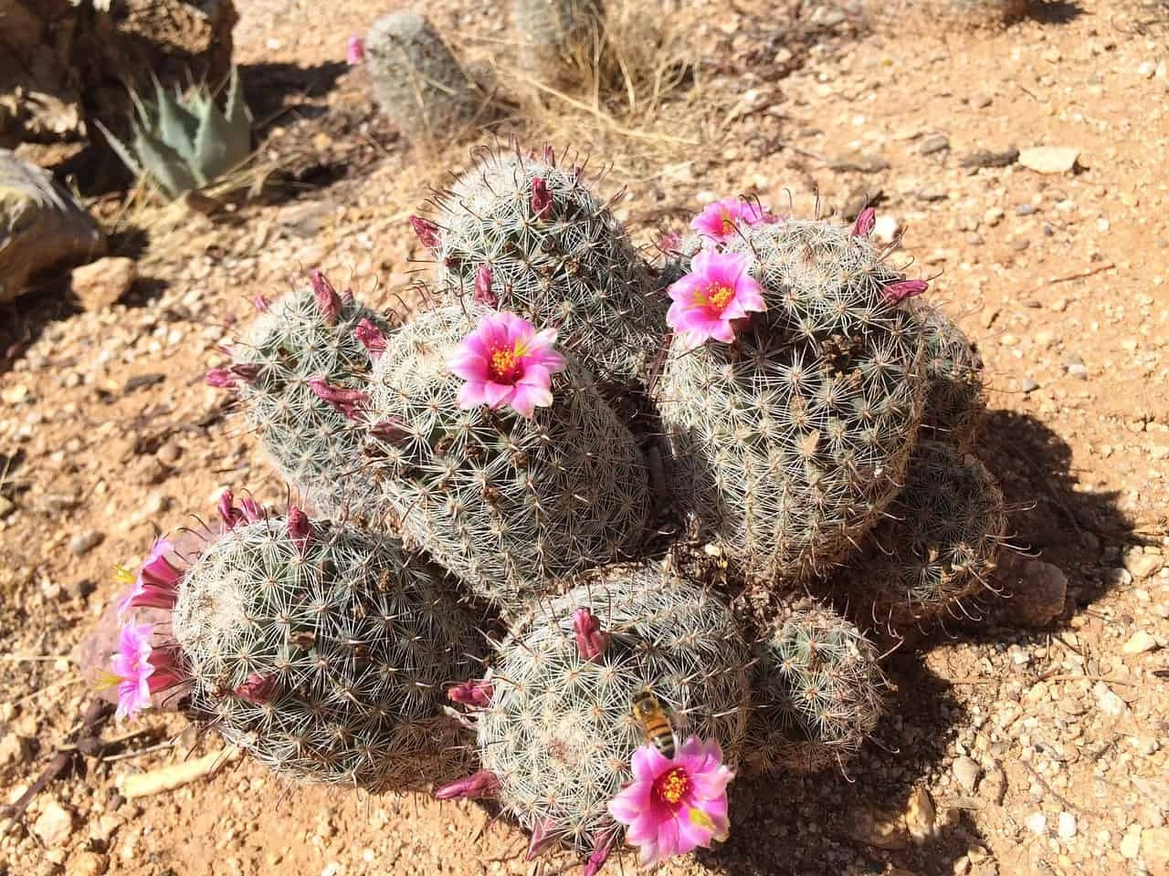 Pincushion Cacti 