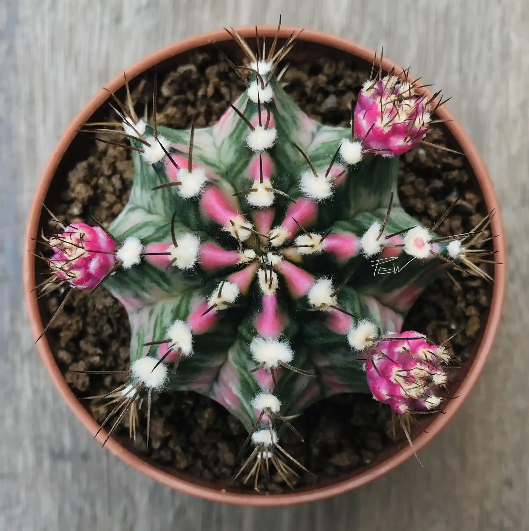 Pink Diamond Cactus 