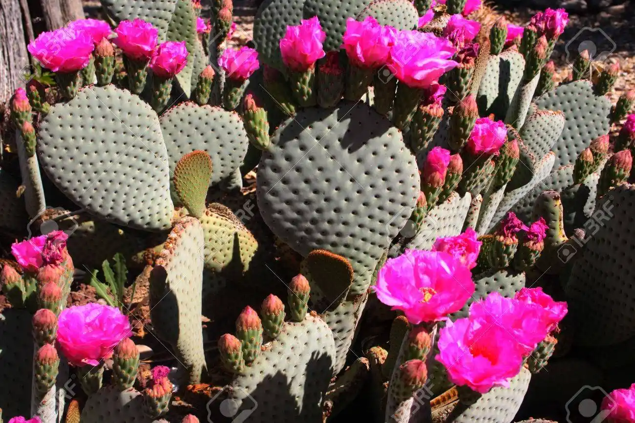 Pink prickly pear Cactus 