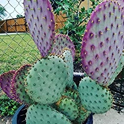 Pink Prickly Pear Cactus To Buy