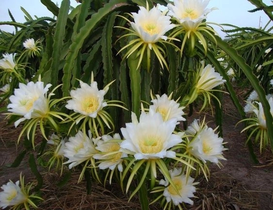Dog Tail Cactus Bloom