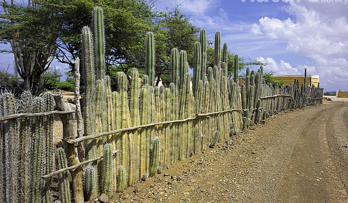 tall cactus plants