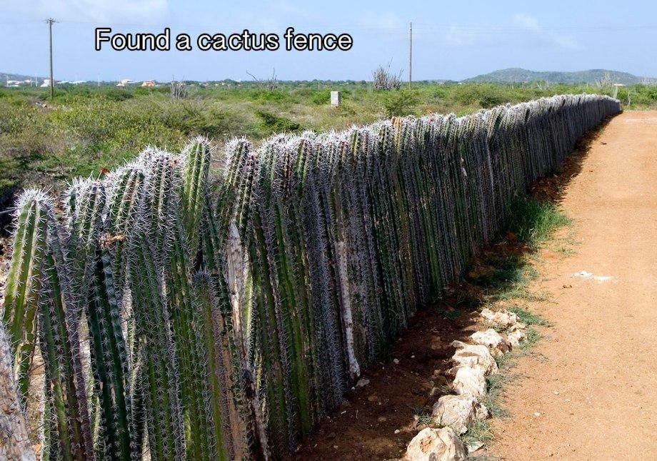 Pachycereus marginatus