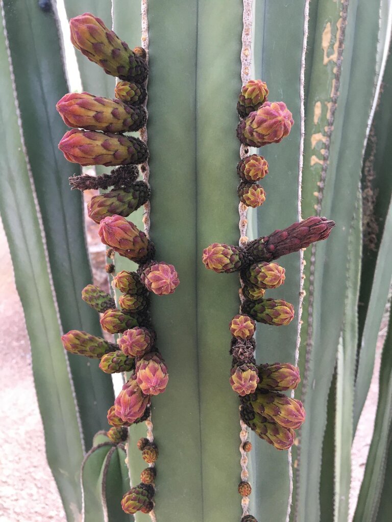 Mexican fence post cactus fruits