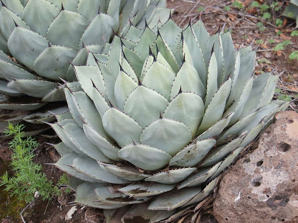 Palmer agave tall Succulent 