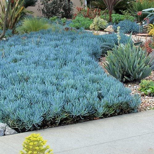 Fragrant Succulent - Blue Chalksticks 