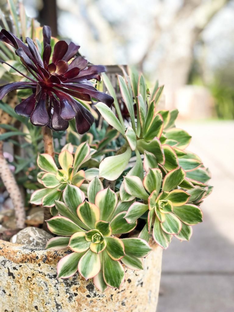 Aeoniums, succulents safe for cats