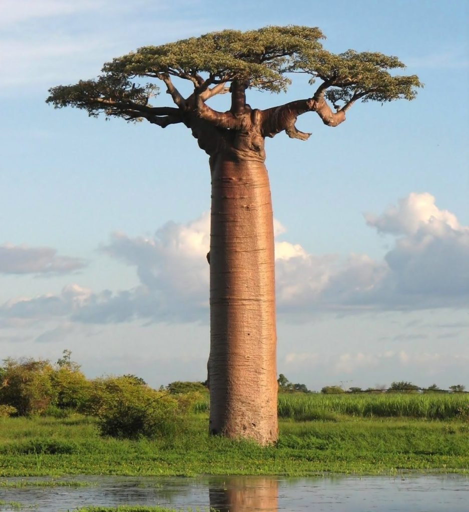 Baobab succulent