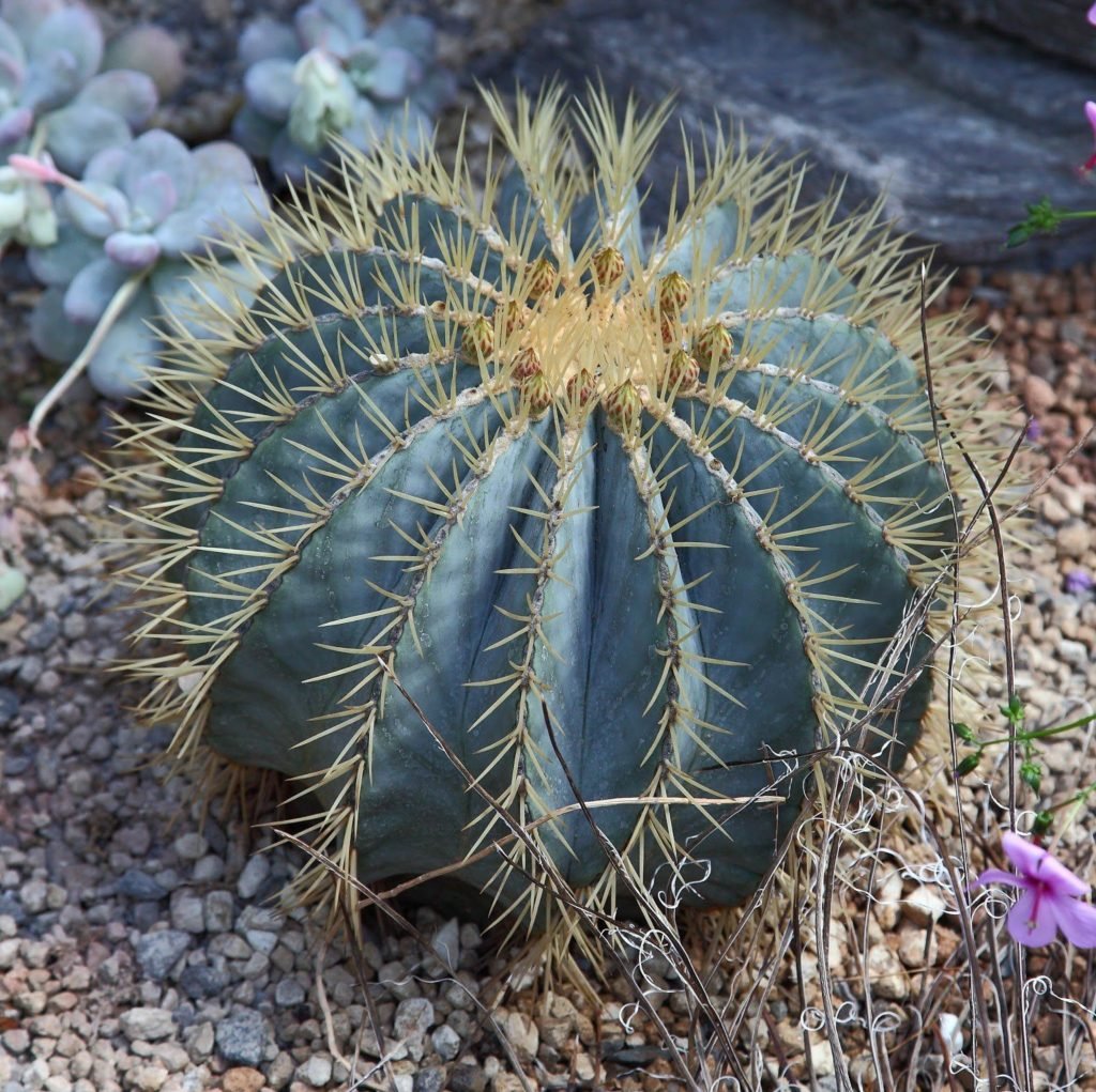 Blue barrel cactus