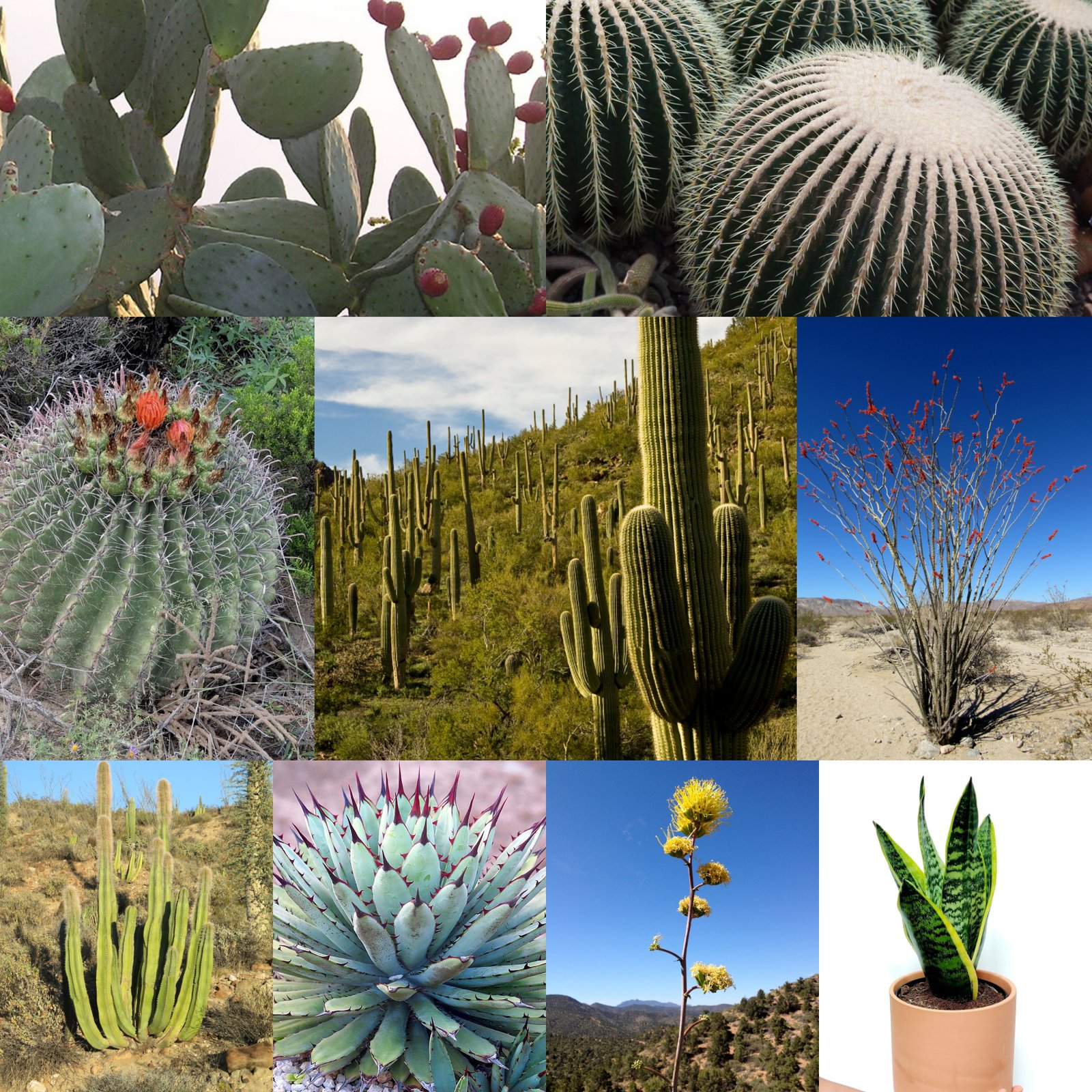 Types of tall Succulent