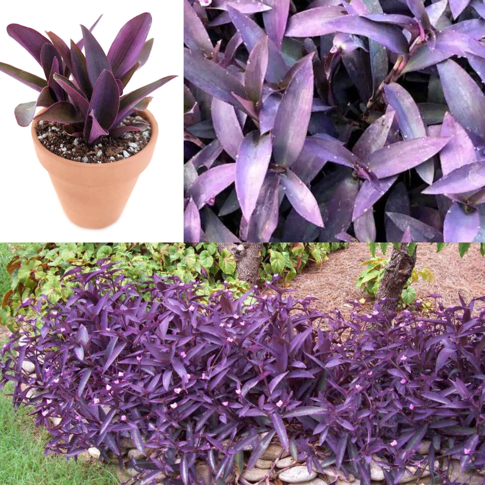 colorful Succulent- Purple Heart Flowers 