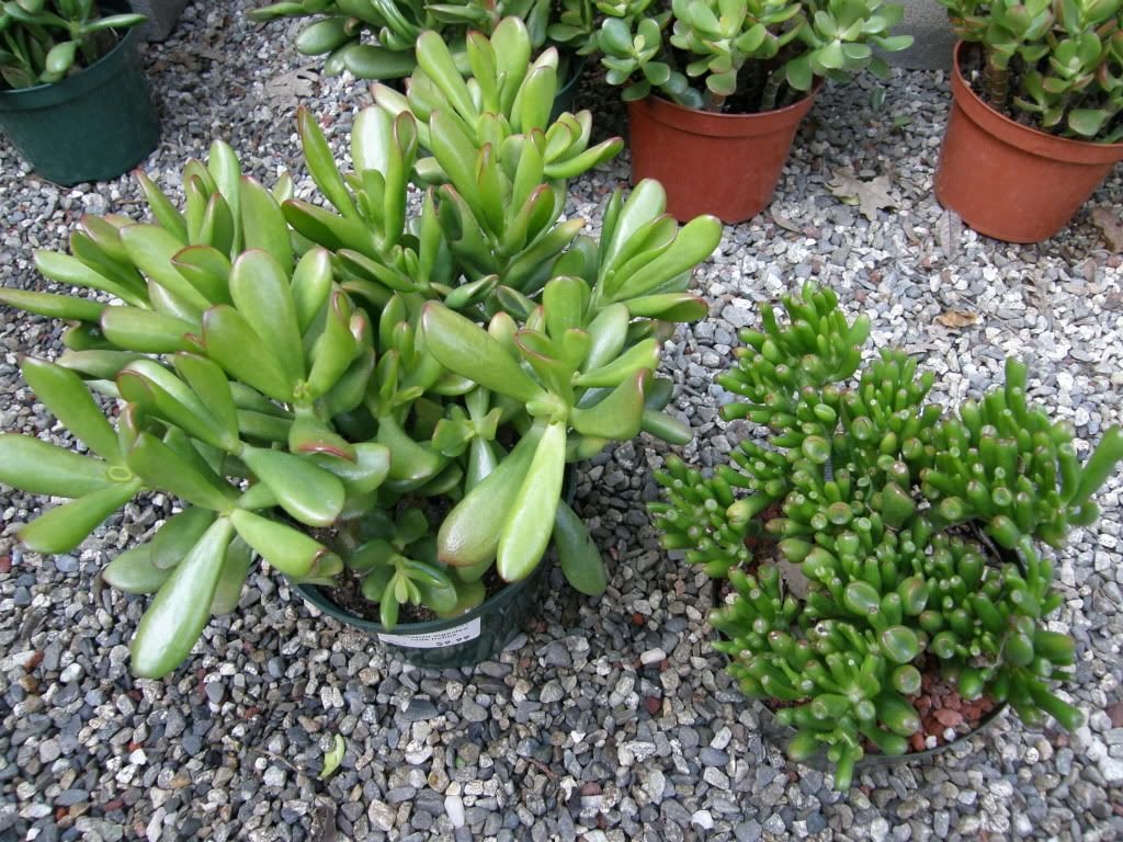 Crassula Ovata Hobbit Vs Gollum plant