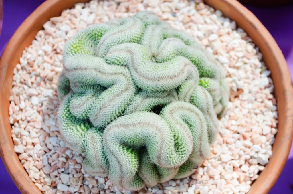 Cristata brain cactus