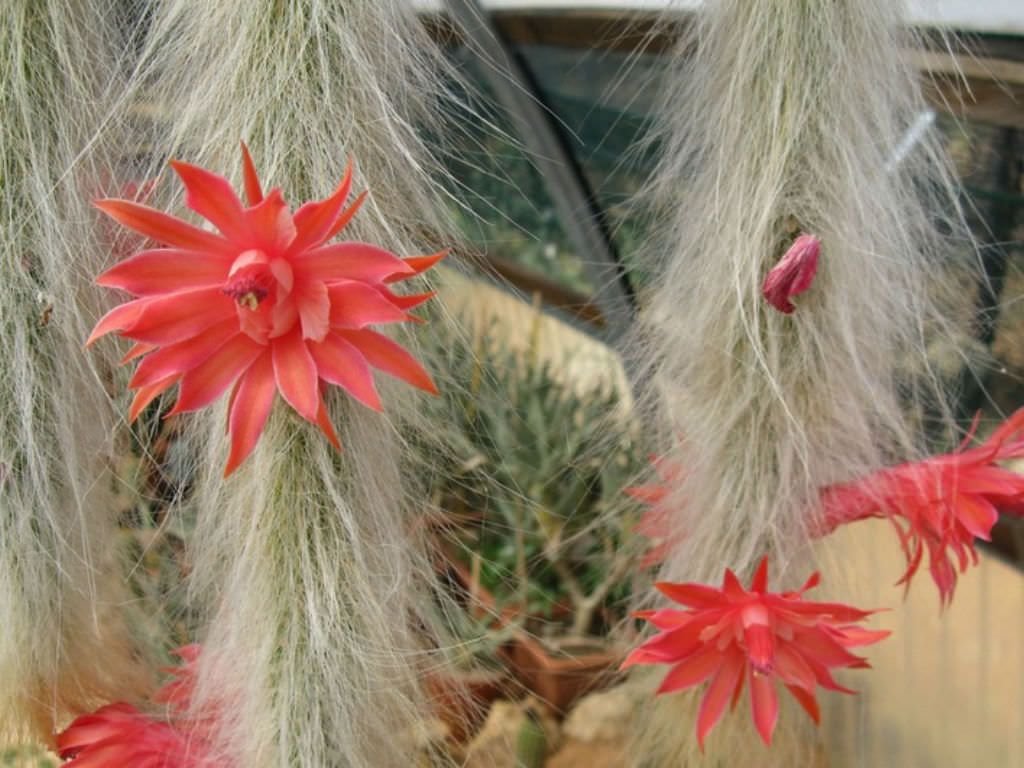 monkey tail Cactus flowering