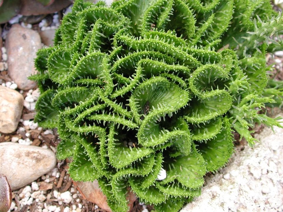 Euphorbia brain cactus